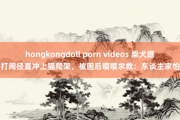 hongkongdoll porn videos 柴犬跟猫打闹径直冲上猫爬架，被困后嘤嘤求救：东谈主家怕怕
