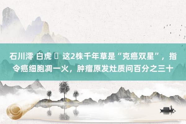 石川澪 白虎 ​这2株千年草是“克癌双星”，指令癌细胞凋一火，肿瘤原发灶质问百分之三十