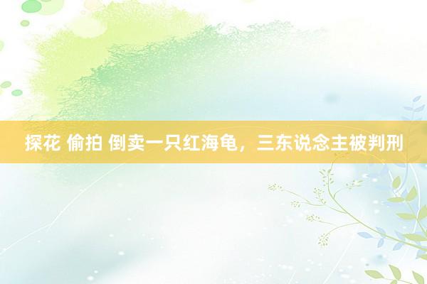 探花 偷拍 倒卖一只红海龟，三东说念主被判刑